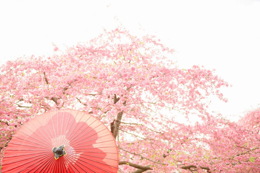 桜前撮り がオススメな理由と注意点 東京で撮影できるスポットも フォト婚コラム フォトウェディングのecoo